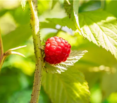 Rubus (Himbeere) 'Glen Ample'