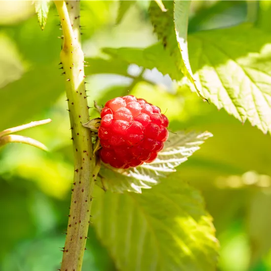 Rubus (Himbeere) 'Glen Ample'