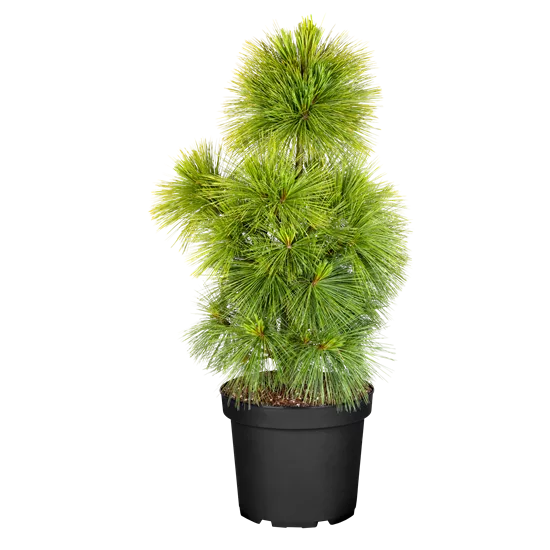Pinus schwerinii (x) 'Wiethorst'