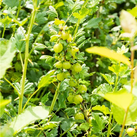 Ribes (Stachelbeere) 'Invicta'