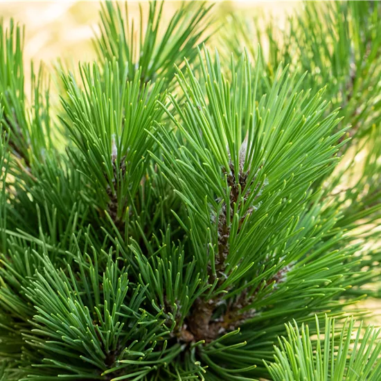 Pinus thunbergii 'Thunderhead'