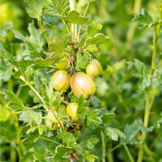 Ribes (Stachelbeere) 'Mucurines'