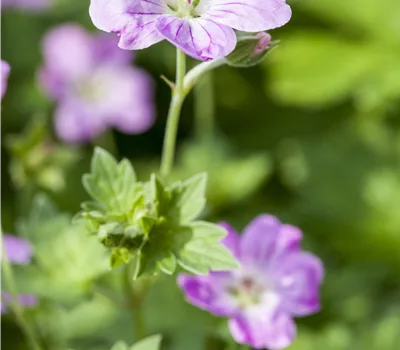 Geranium endressii Geranium endressii