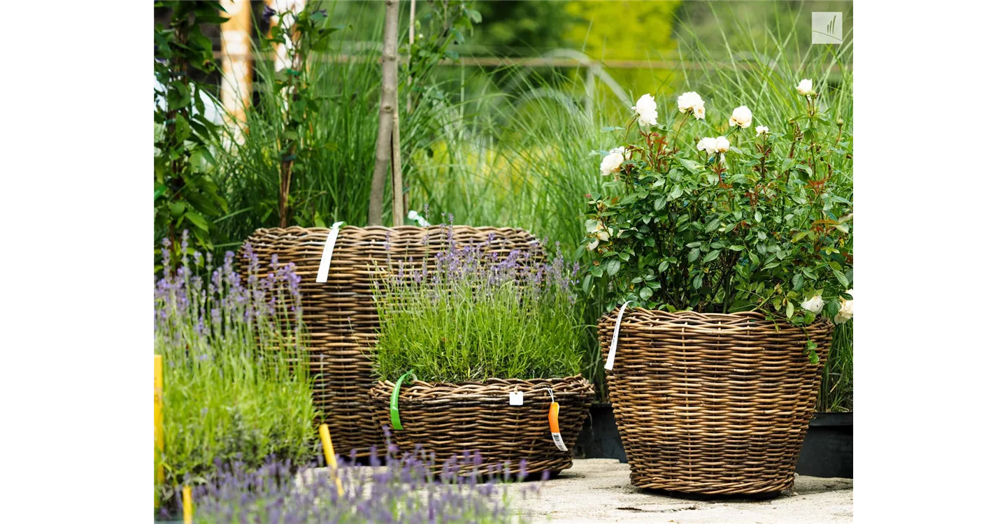 phoca_thumb_l_kunz-baumschulen_kaufgarten_40.jpg