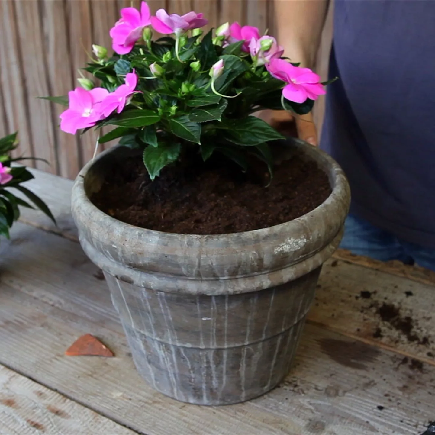 Edellieschen - Einpflanzen in ein Gefäss