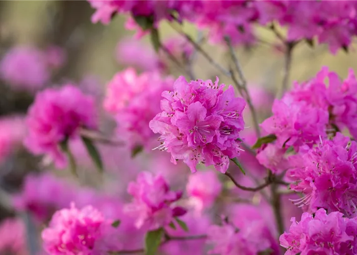 Rhododendron und Begleiter