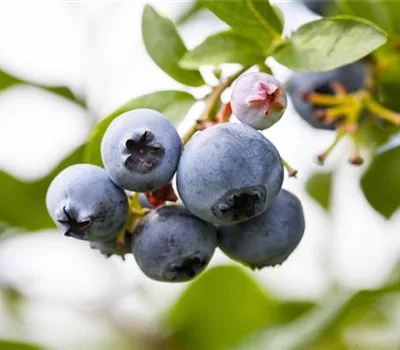 Vaccinium cor. 'Patriot'