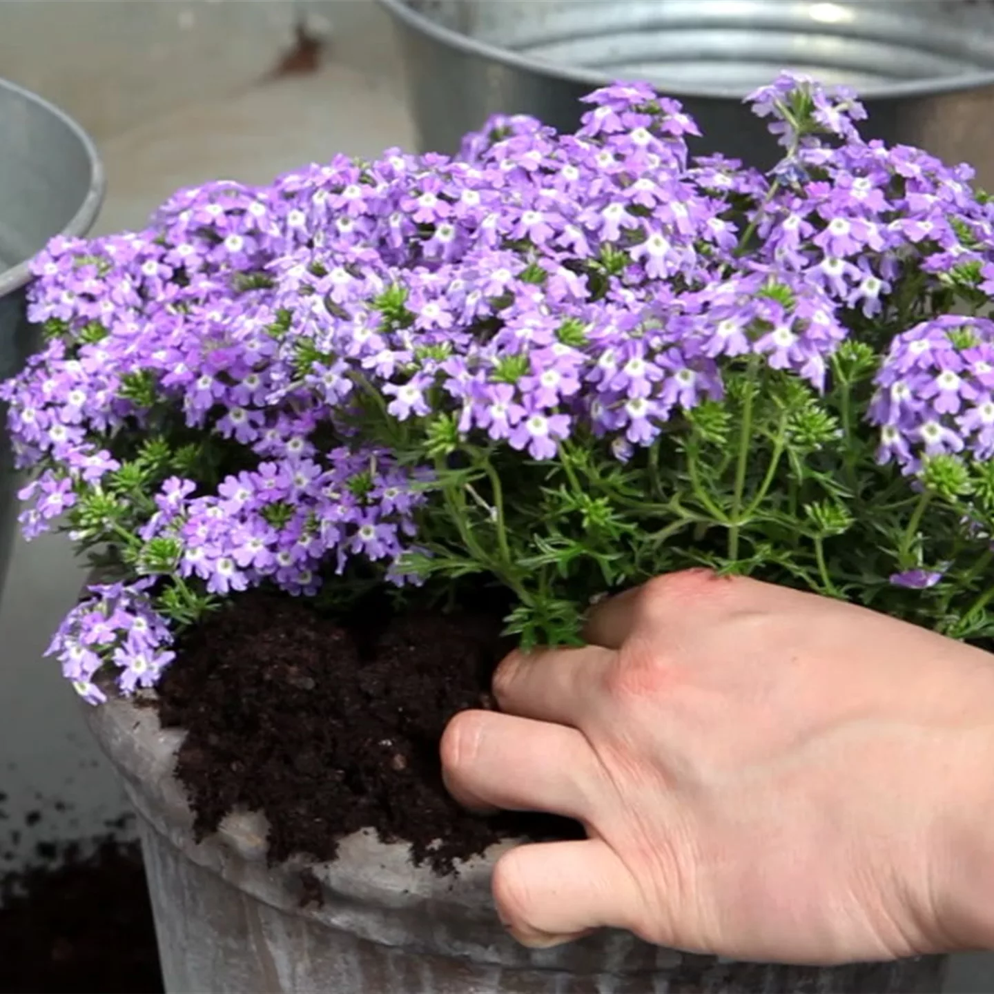 Eisenkraut - Einpflanzen in ein Gefäss Eisenkraut - Einpflanzen in ein Gefäss