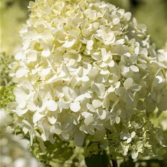 Hydrangea paniculata 'Bobo'