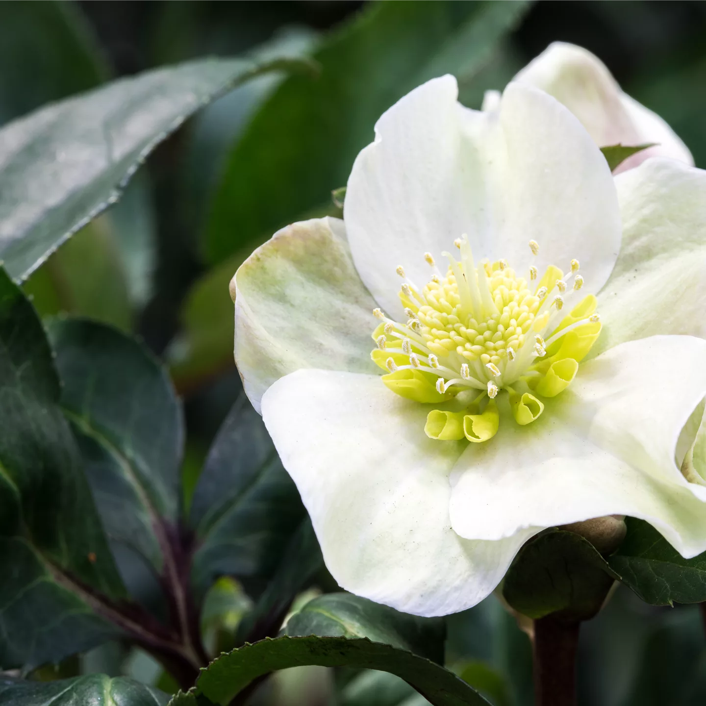 Auch im Winter nicht auf blühende Pflanzen verzichten! Auch im Winter nicht auf blühende Pflanzen verzichten!