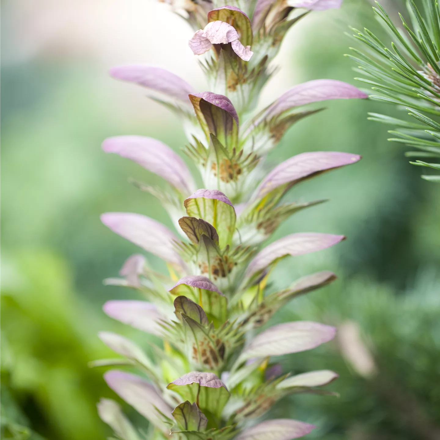 Strukturpflanzen als Architekten im Garten Strukturpflanzen als Architekten im Garten