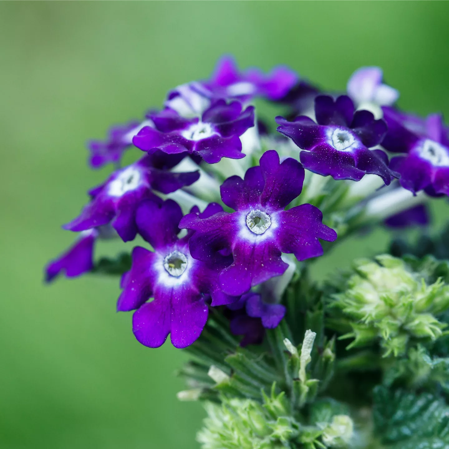 Die Verbene – der Insektenstar unter den Pflanzen Die Verbene – der Insektenstar unter den Pflanzen