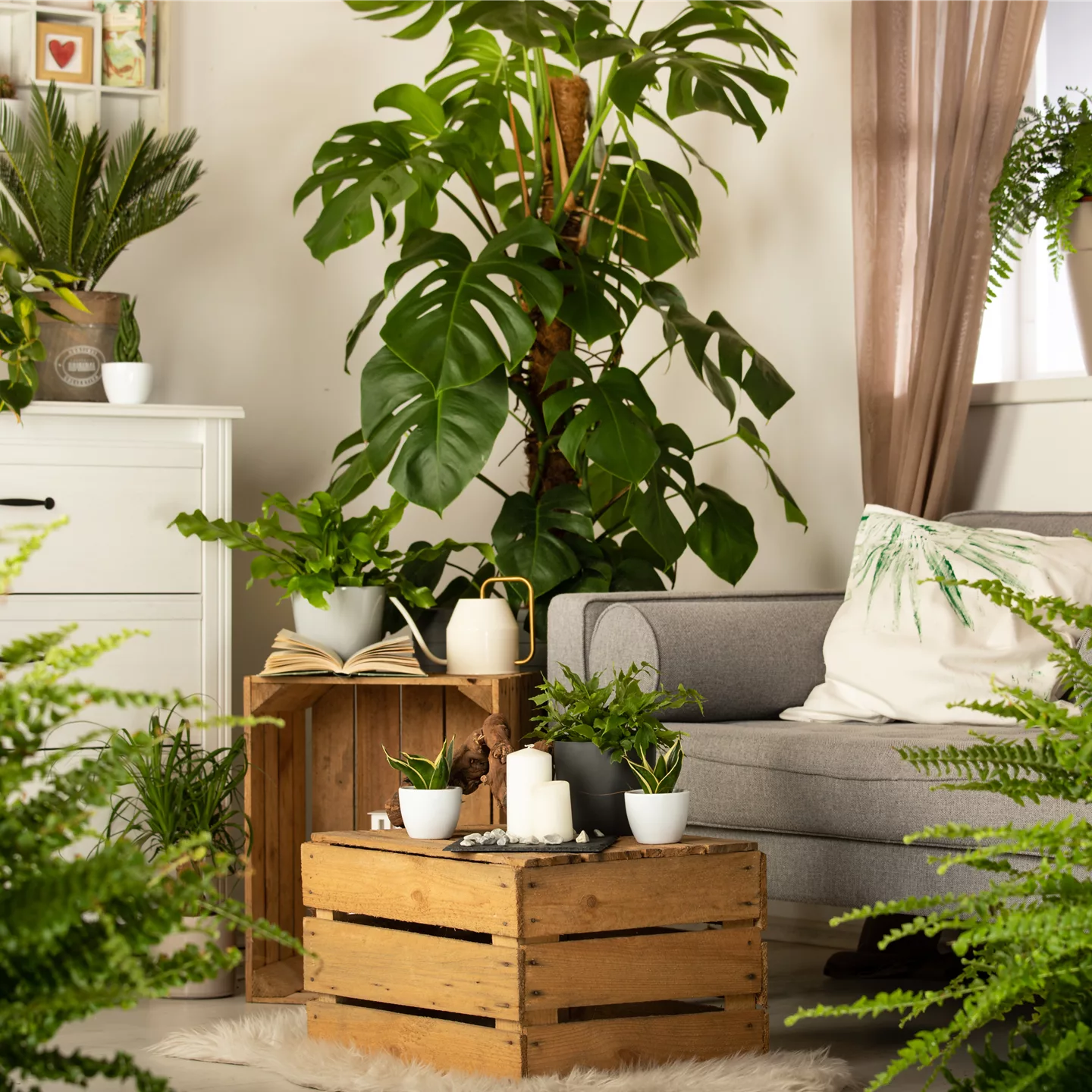 Ein Dschungel im eigenen Wohnzimmer Ein Dschungel im eigenen Wohnzimmer