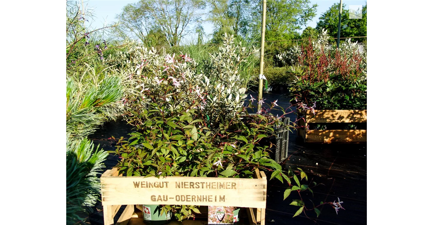 phoca_thumb_l_kunz-baumschulen_kaufgarten_11.jpg