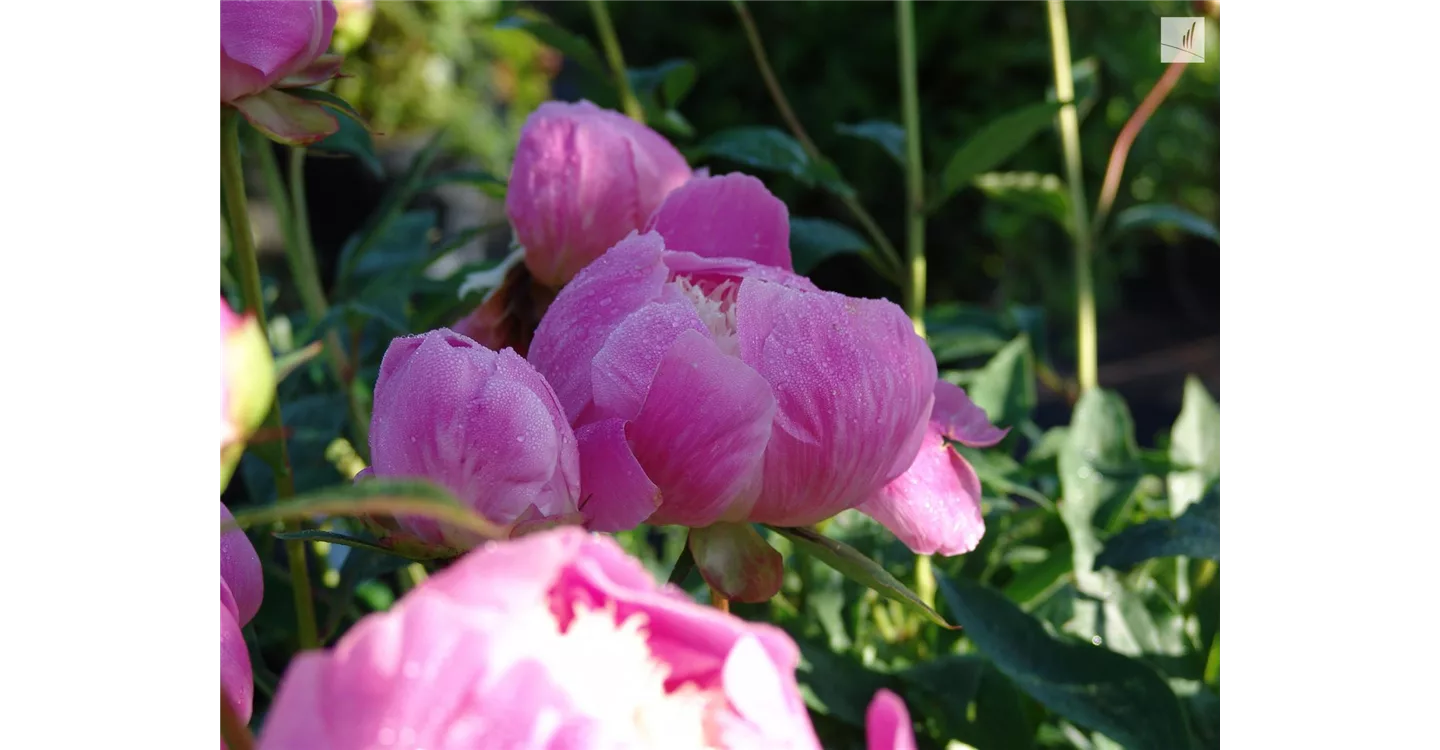 phoca_thumb_l_kunz-baumschulen_kaufgarten_14.jpg