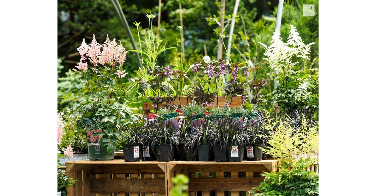 phoca_thumb_l_kunz-baumschulen_kaufgarten_36.jpg