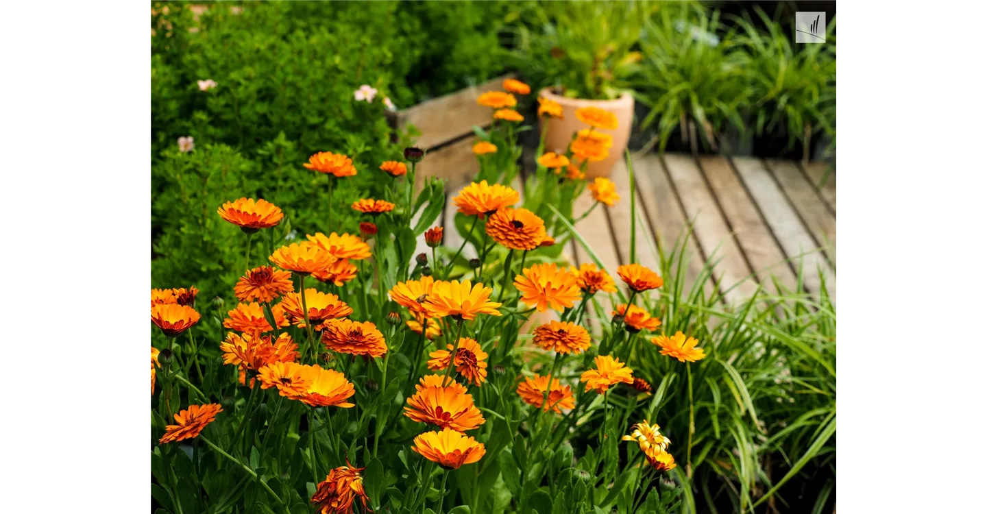 phoca_thumb_l_kunz-baumschulen_kaufgarten_37.jpg