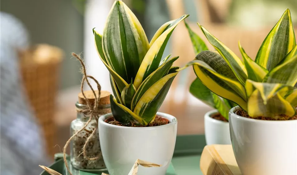 Sansevieria trifasciata 'Hahnii Jade Pagoda' (GS650825.jpg)