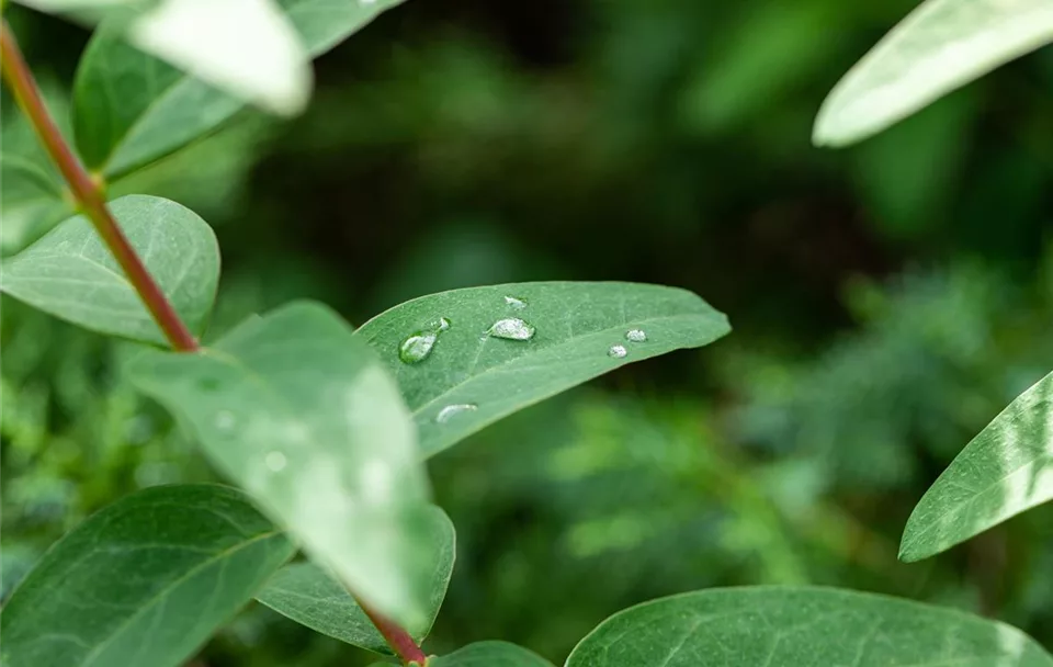 Wassertropfen auf Blatt (GS670349.jpg)