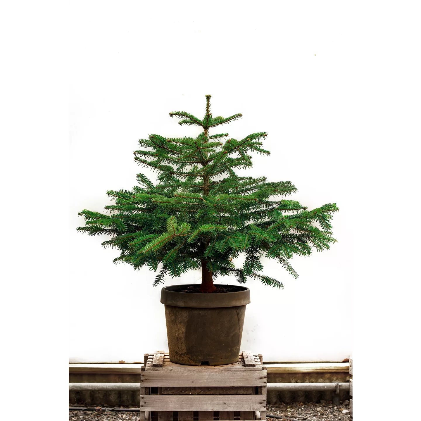 Miete Nordmanns-Tanne Miete Nordmanns-Tanne