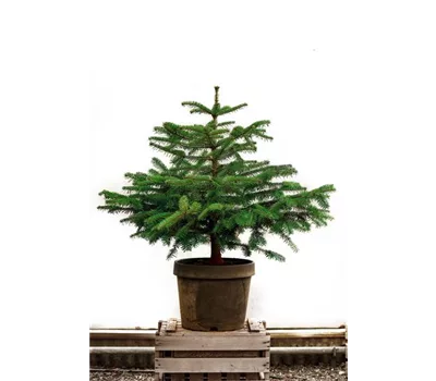 Miete Nordmanns-Tanne Miete Nordmanns-Tanne