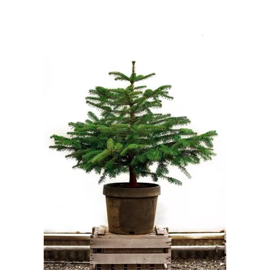 Miete Nordmanns-Tanne Miete Nordmanns-Tanne