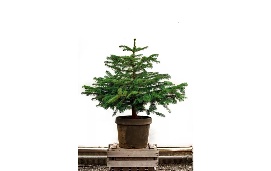 Miete Nordmanns-Tanne Miete Nordmanns-Tanne