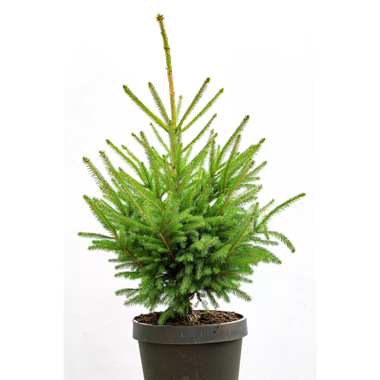 Kauf Rot-Fichte Kauf Rot-Fichte