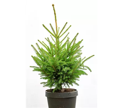 Kauf Rot-Fichte Kauf Rot-Fichte