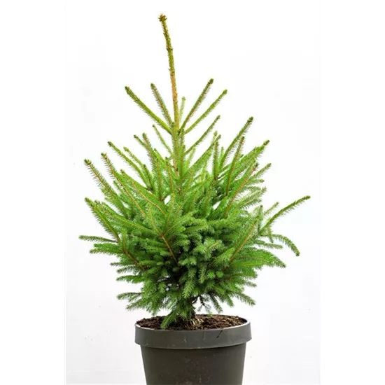 Kauf Rot-Fichte Kauf Rot-Fichte