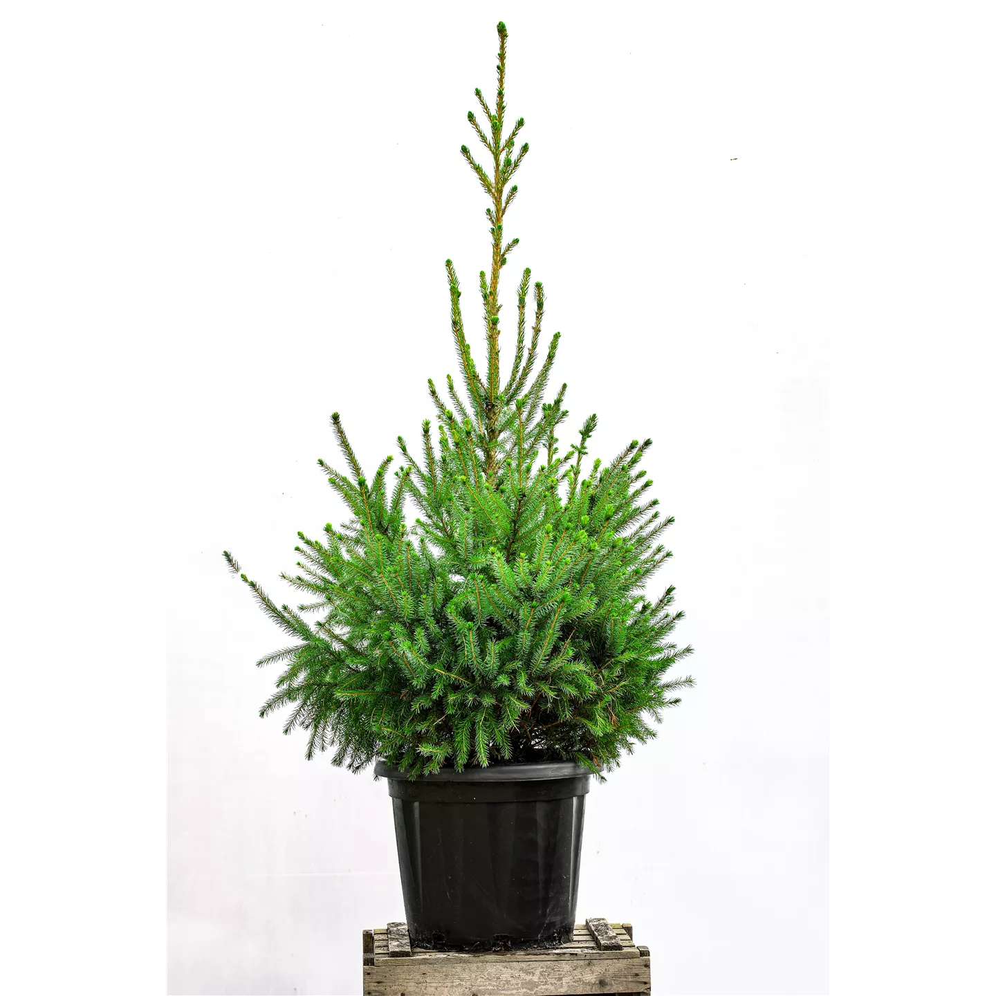 Kauf Serbische-Fichte Kauf Serbische-Fichte