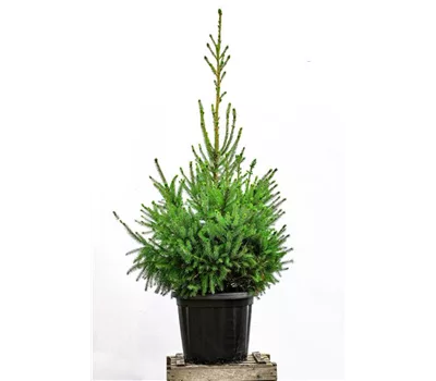 Kauf Serbische-Fichte Kauf Serbische-Fichte