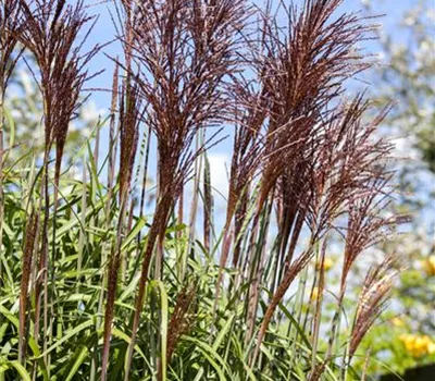 Miscanthus sinensis 'Ghana'