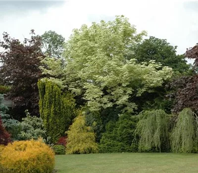 Acer platanoides 'Drummondii' Acer platanoides 'Drummondii'