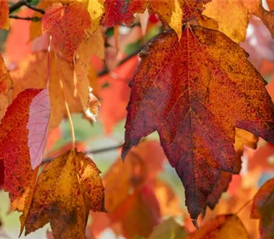 Acer rubrum 'Red Sunset' Acer rubrum 'Red Sunset'
