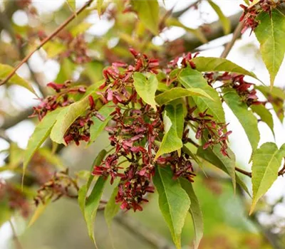 Acer davidii 'Serpentine' Acer davidii 'Serpentine'