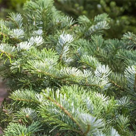 Abies veitchii 'Heddergott'