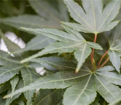 Acer palmatum 'Mikawa-yatsubusa' Acer palmatum 'Mikawa-yatsubusa'