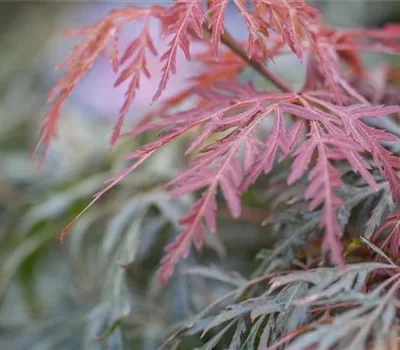 Acer palmatum 'Orangeola' Acer palmatum 'Orangeola'