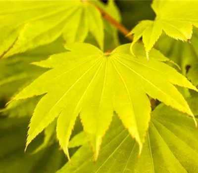 Acer shirasawanum 'Aureum'