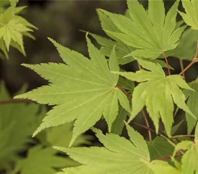 Acer shirasawanum 'Jordan'