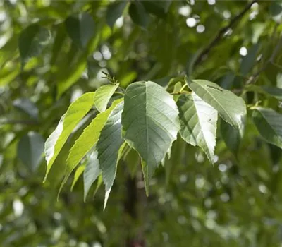 Alnus spaethii (x) Alnus spaethii (x)