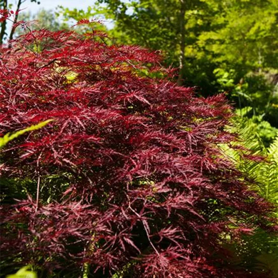 Acer palmatum 'Red Pygmy'