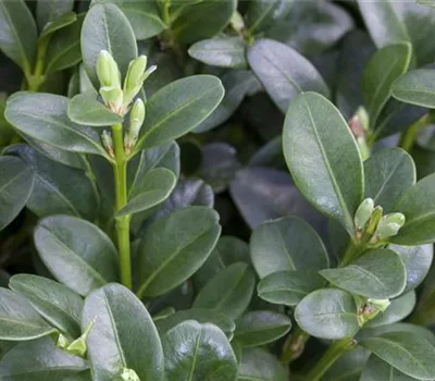 Buxus sempervirens 'Rotundifolia'