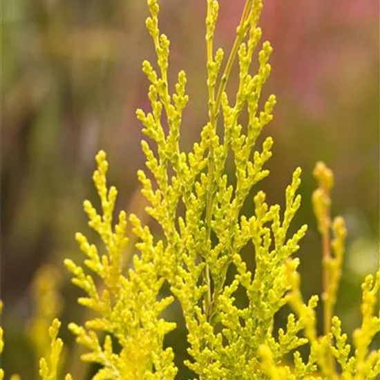 Chamaecyparis lawsoniana 'Erecta Aurea'
