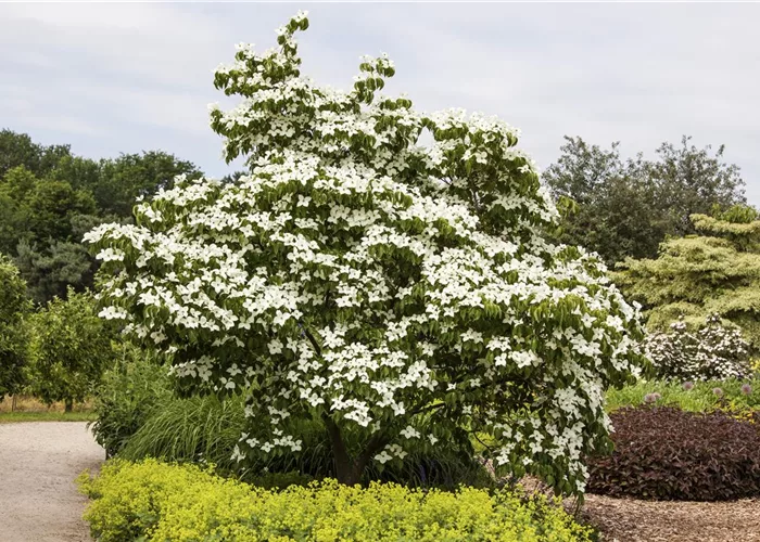  Blumenhartriegel