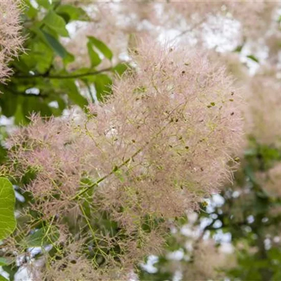 Cotinus coggygria 'Young Lady'