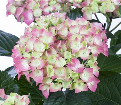 Hydrangea macrophylla 'Leuchtfeuer' Hydrangea macrophylla 'Leuchtfeuer'