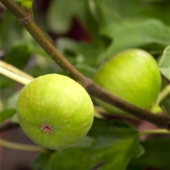 Ficus carica