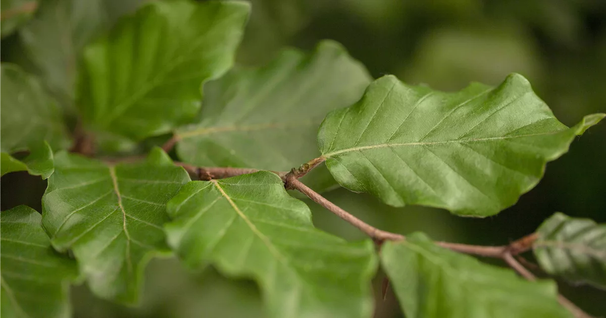 Fagus sylvatica